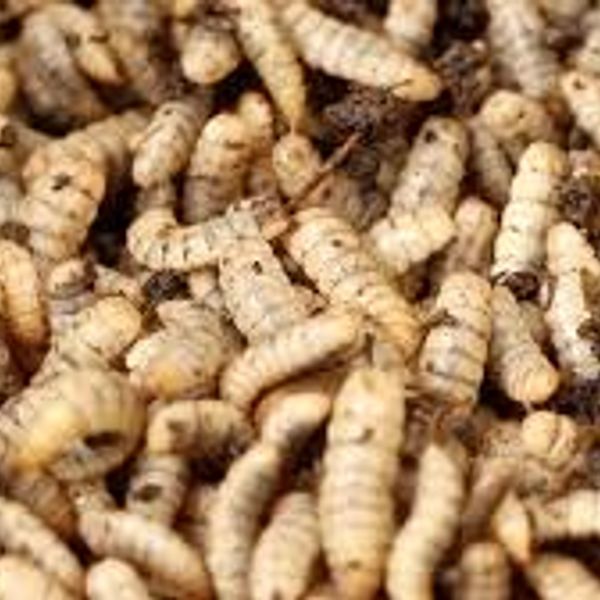 Farming Insects